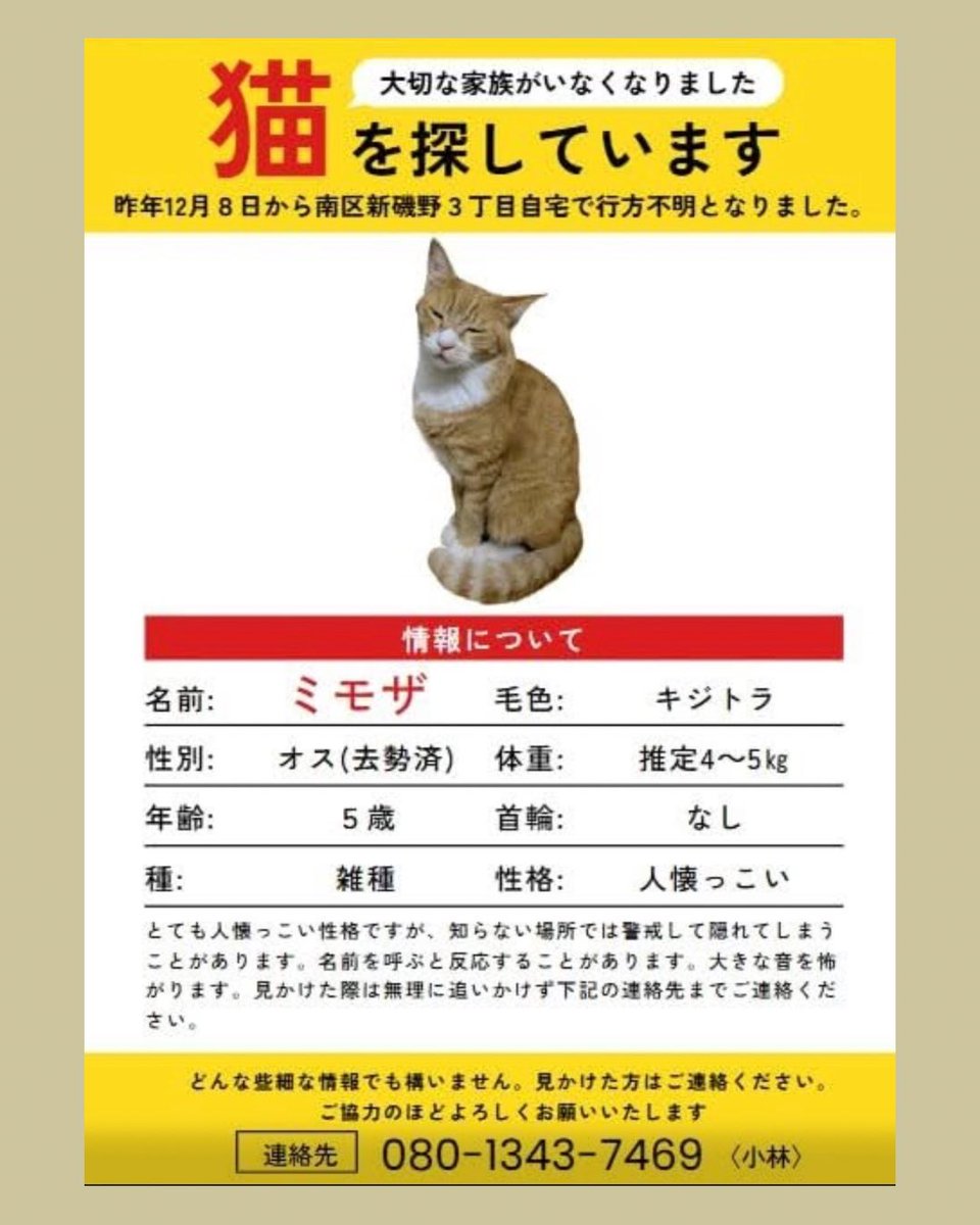 🐱相模原市南区🐱 ねこちゃんを探しています！ 似ているねこちゃんを