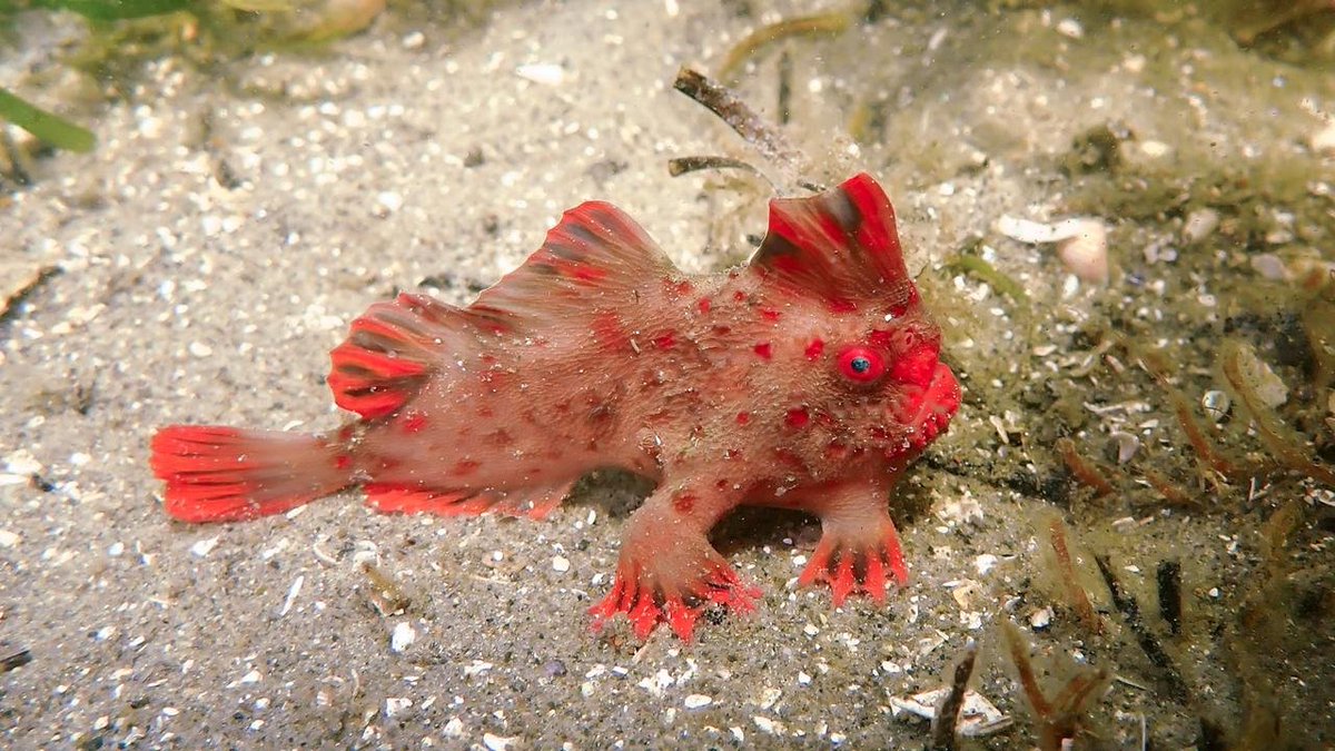 gilesforyou's tweet photo. You're one microscopic cog in his catastrophic #FishPic. https://t.co/niAHjgFkn0