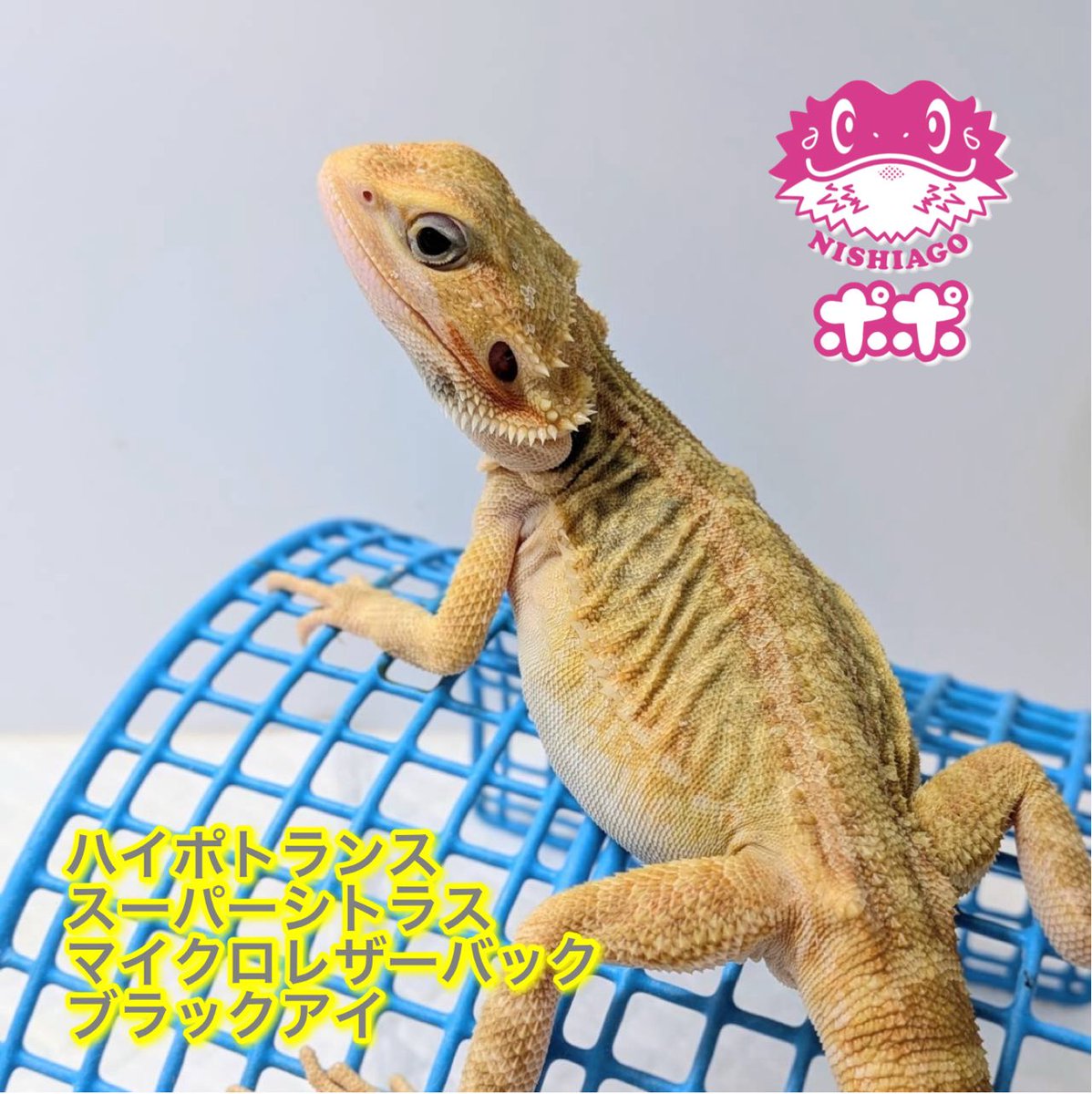 ポポのケージ (@poponocage) / Posts / X