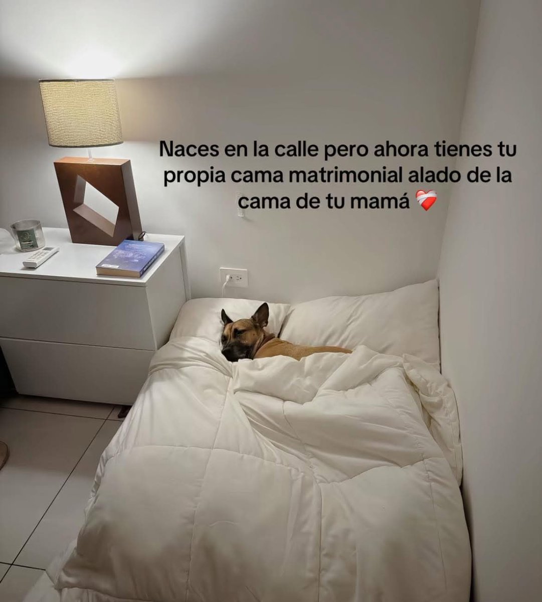 DiloConPerritos's tweet photo. Bendecido ❤️‍🩹 https://t.co/isgCfyFL2X