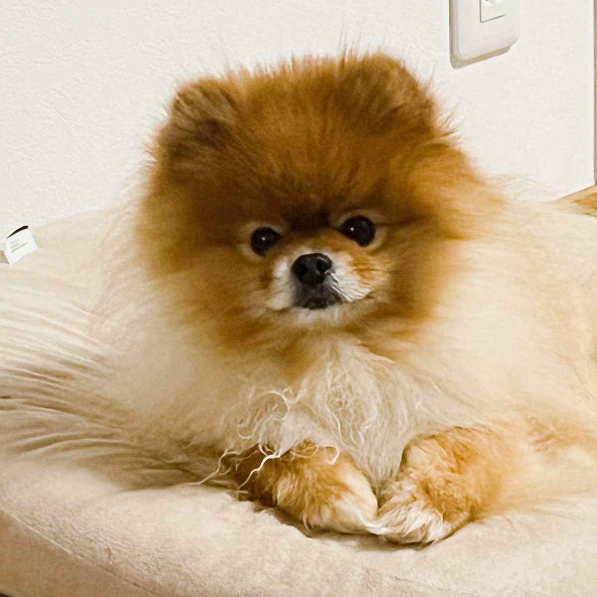 ✳️POME POME ぷりん✳️ (@690690moaa) / Posts / X