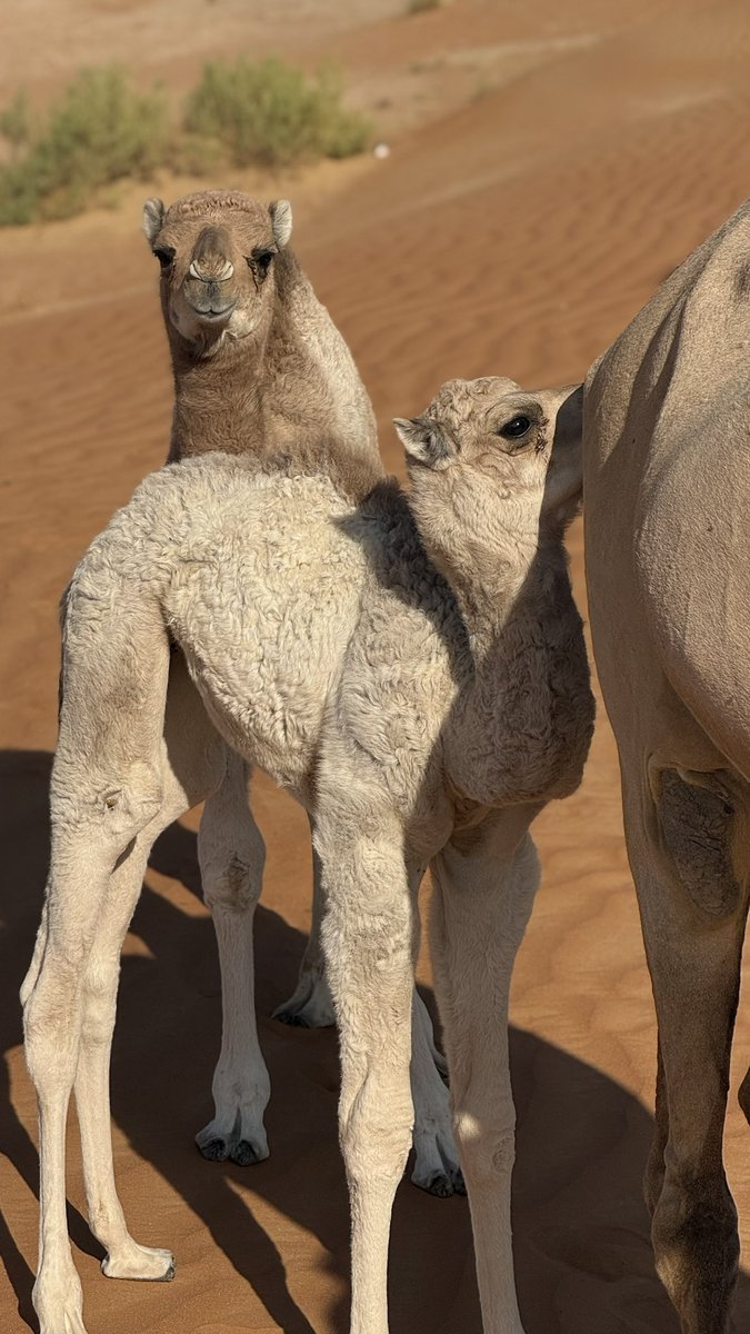 S1_C8's tweet photo. يـالله بـصباح يطيبّ الخاطر ويسرهـ ♡. https://t.co/gLlZ5KFMoK