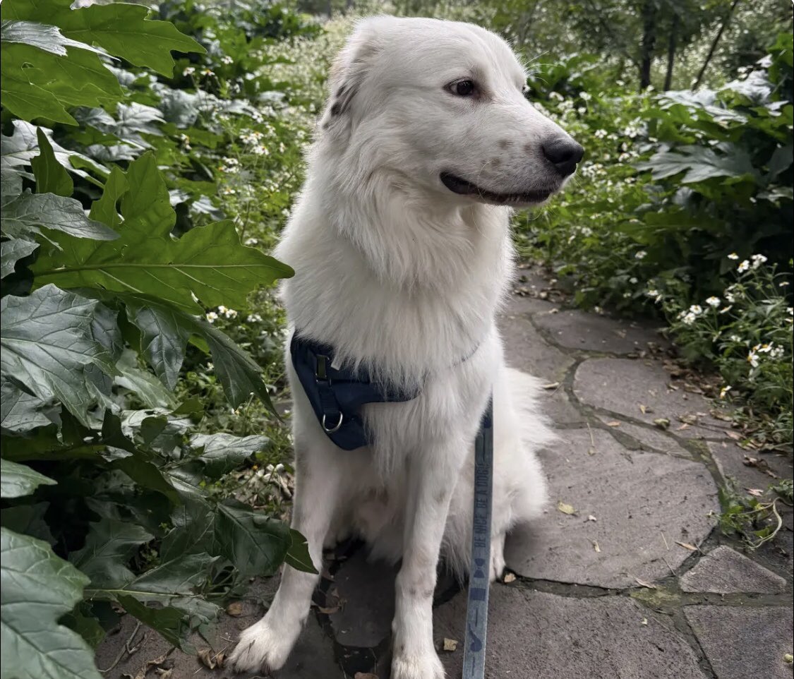 Conoce a Copito - Presume a tu Mascota - ExploraCDMX exploracdmx.com/tu-mascota/cop…