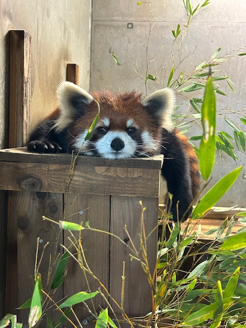 シール配りjoy93 (@joy93_redpanda) / Posts / X