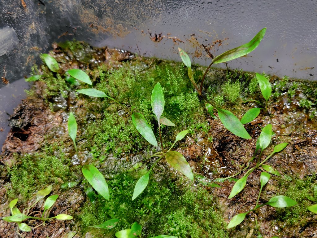 特価クリプトコリネ ストリオラータ ムアラワハウ TB便 小サイズ