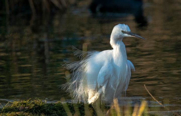 Art of the Day! "Little Egret". Buy at: ArtPal.com/nortoncliff?i=…