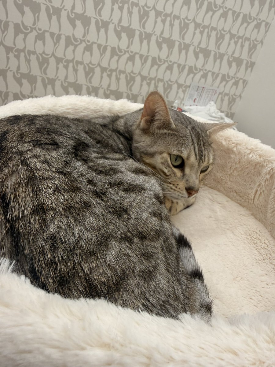 ooooliveeee's tweet image. 食べてたように見えてたけど3.8㎏に更に減ってた。今回は熱もあり、おそらくステロイドの影響でしょうと。確かに人もステロイドだと抵抗力も下がり感染しやすいので納得。両方の病院の先生もリンパ腫でしょうと話す😓今日は抗生剤と点滴だけ。明日からステロイド再開。　#リンパ腫疑い