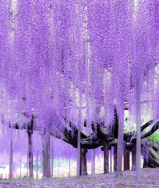 Just85's tweet image. カラオケで5時間歌い続けて声がガラガラになってしまった 🥟