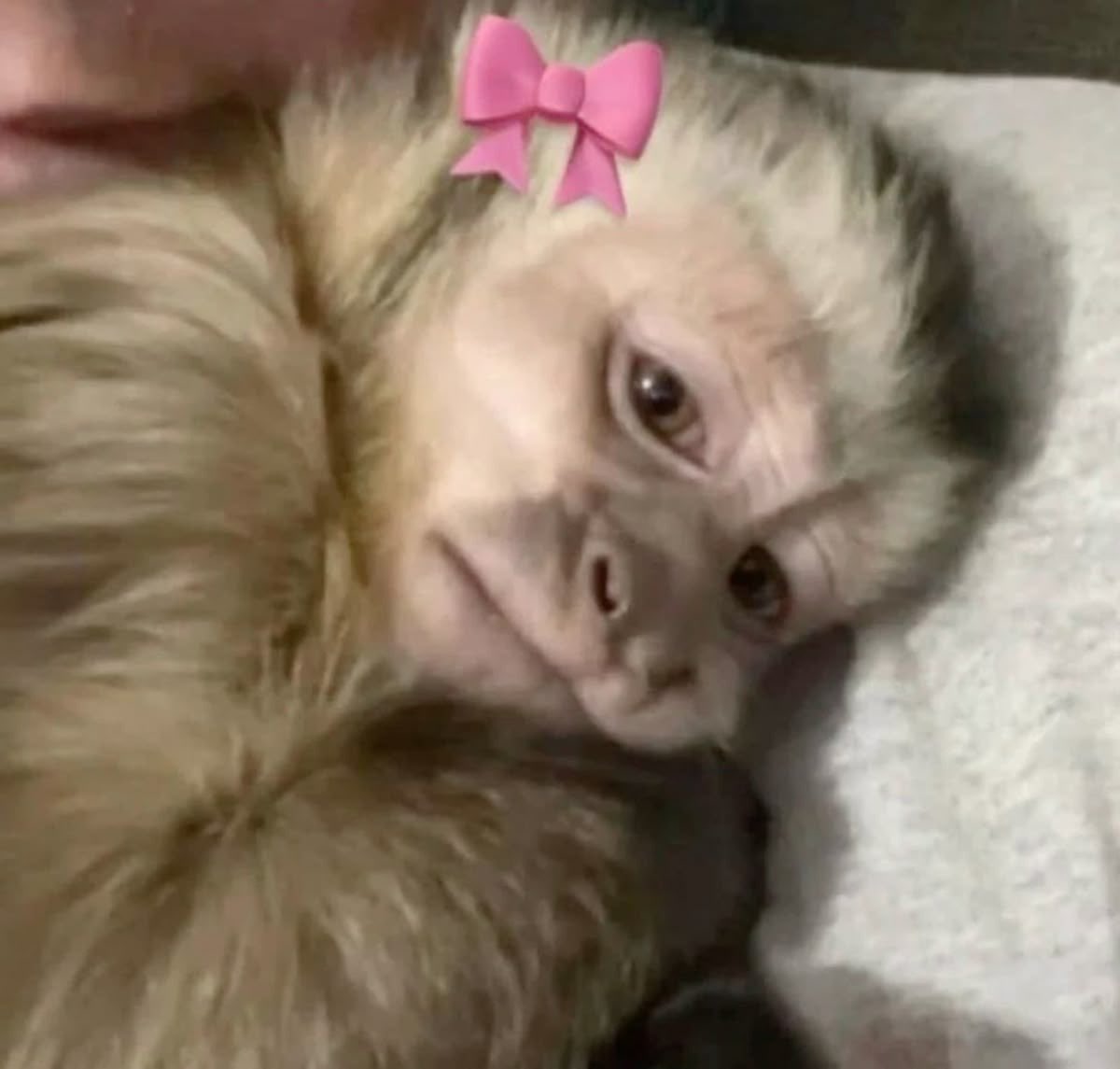 abisnz6's tweet image. quiero tulipanes rosados