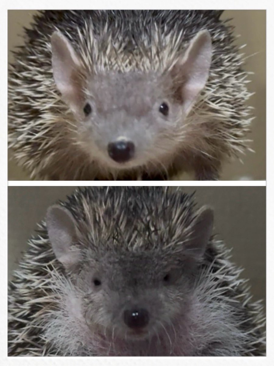 Poolnuts56's tweet image. 明日明後日は冬レプ❗
去年、初めて参戦して､､､人懐っこいつくねさんと出会ったんだ♪
もう1年経つんだね〜☺️
去年同様に 明日は深夜勤だけど仕事前に行くぞぉぉ👍
つくねさん、こうしてみるとお顔変わったね🤭
#ヒメハリテンレック #ヒメハリ