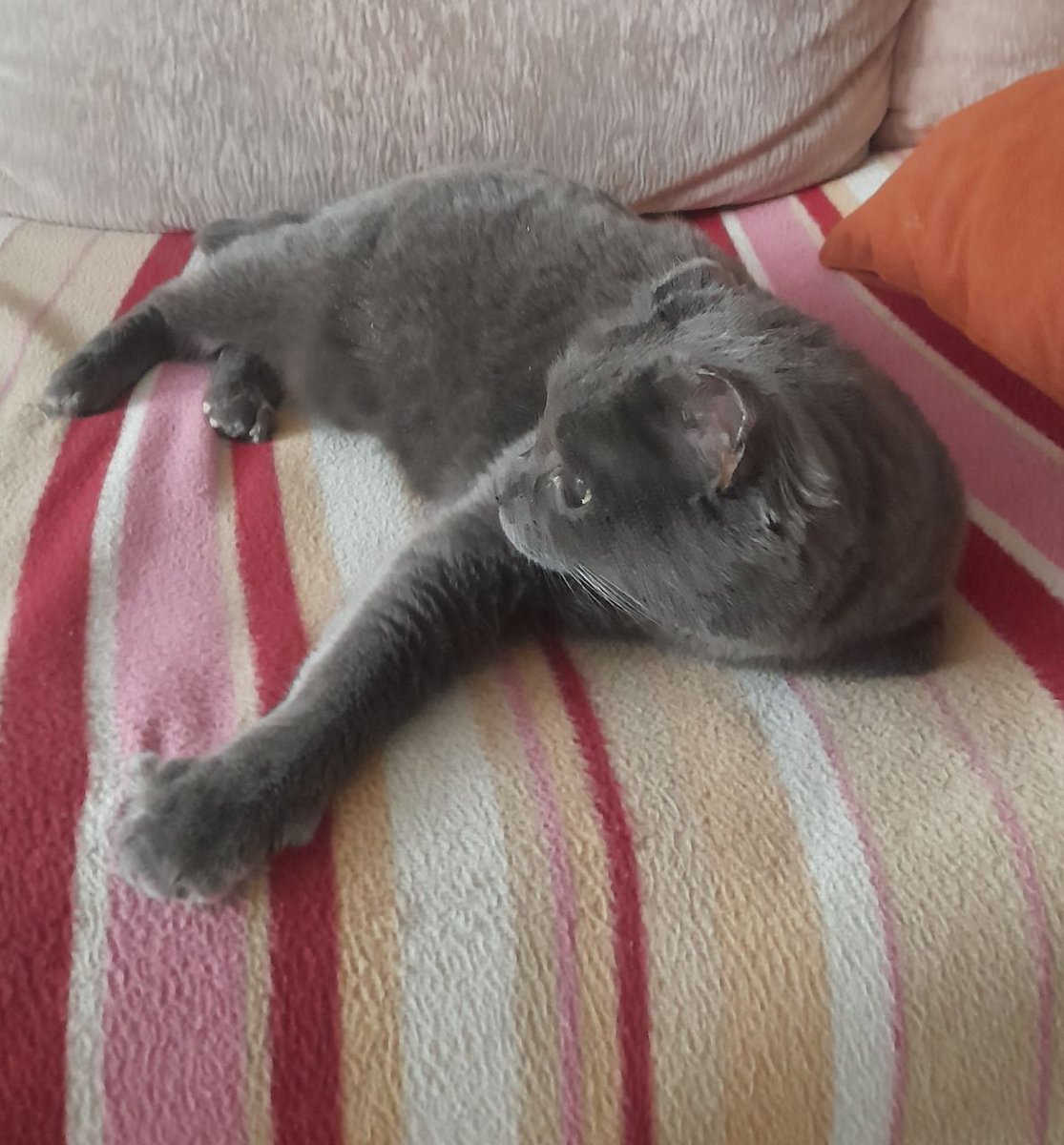 KoshacheZarstvo's tweet image. Уехала домой Даная, возрастная кошка с проблемами по здоровью. У нас одни такие и остались сейчас. Хвала людям, кто дарит таким дом, любовь и заботу. Данаечка стала 567-й кошкой, нашедшей дом благодаря работе приюта Кошачье Царство. Ну она быстро освоилась, 2 дня уже как дома.