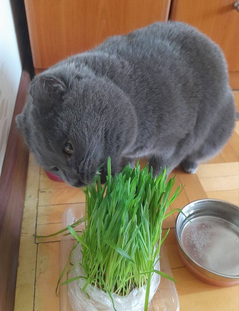 KoshacheZarstvo's tweet image. Уехала домой Даная, возрастная кошка с проблемами по здоровью. У нас одни такие и остались сейчас. Хвала людям, кто дарит таким дом, любовь и заботу. Данаечка стала 567-й кошкой, нашедшей дом благодаря работе приюта Кошачье Царство. Ну она быстро освоилась, 2 дня уже как дома.