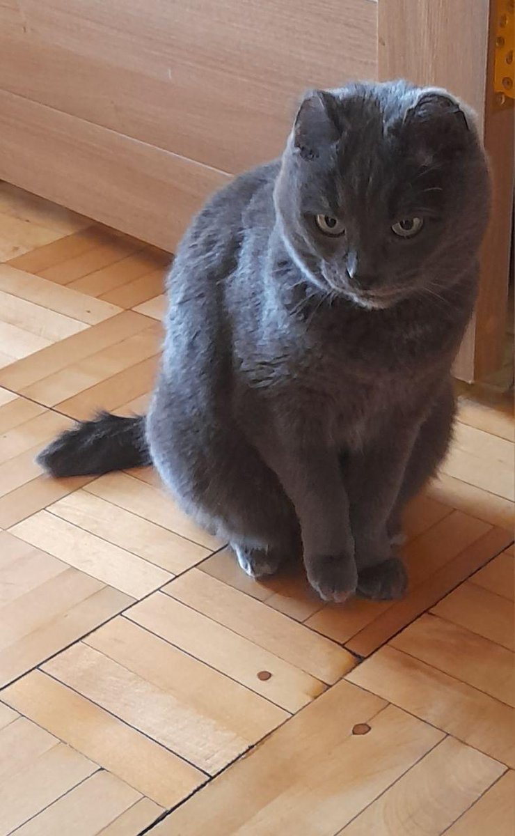 KoshacheZarstvo's tweet image. Уехала домой Даная, возрастная кошка с проблемами по здоровью. У нас одни такие и остались сейчас. Хвала людям, кто дарит таким дом, любовь и заботу. Данаечка стала 567-й кошкой, нашедшей дом благодаря работе приюта Кошачье Царство. Ну она быстро освоилась, 2 дня уже как дома.