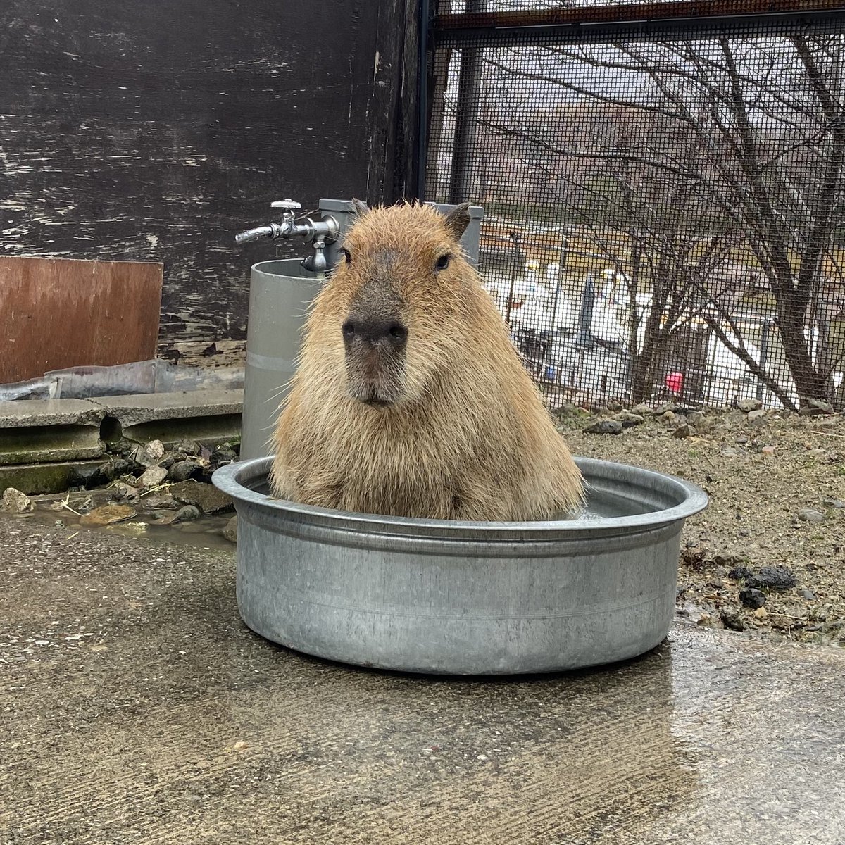 尻を真剣に温めるひぃちゃん