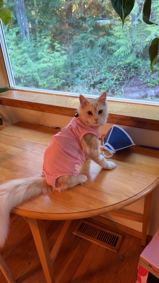 KatDestination's tweet image. The recovery suit may be the best surgery recovery item I’ve ever tried. 

The way she’s been able to navigate the house normally without a giant cone and can’t reach her surgery site is very helpful 🤣

(However she still has to take this off and wear the cone over night)