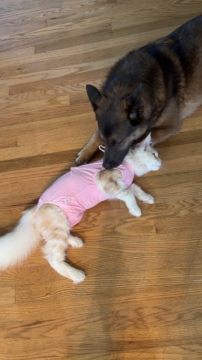 KatDestination's tweet image. The recovery suit may be the best surgery recovery item I’ve ever tried. 

The way she’s been able to navigate the house normally without a giant cone and can’t reach her surgery site is very helpful 🤣

(However she still has to take this off and wear the cone over night)