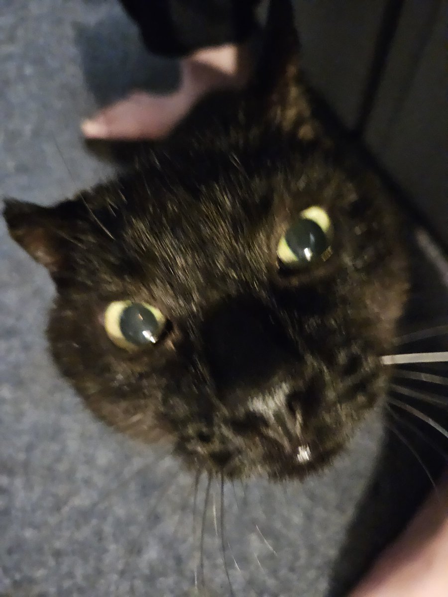 HurricaneHam's tweet image. Getting bed at 0420.   Im goinh to blame the bky.. but it accuatly wasnt his fualt this time.

Just having a bad sleep phase