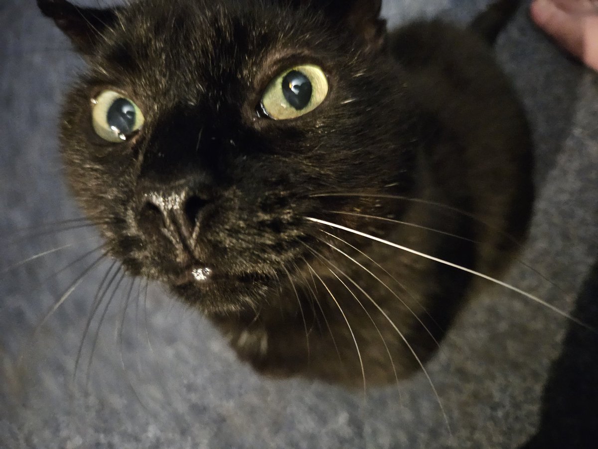 HurricaneHam's tweet image. Getting bed at 0420.   Im goinh to blame the bky.. but it accuatly wasnt his fualt this time.

Just having a bad sleep phase