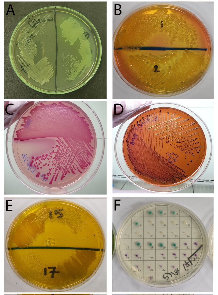 Occurrence of #multiantibioticresistantbacteria isolated from #foodhandlers’ hands and #utensils at different #restaurants in Dhaka, #Bangladesh

doi.org/10.5455/jabet.…