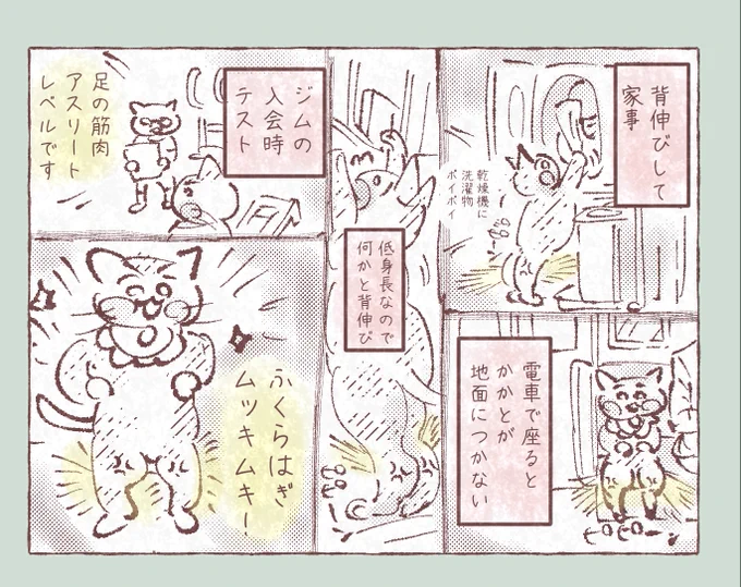 まったく筋トレをしないのに、なぜかふくらはぎがムキムキ 

迷宮入りの謎が、ついに解けた

身長が149cmのため、あらゆる場所で毎日背伸び

常にふくらはぎが筋トレ状態だったことが判明
数十年 気づかなかった

小柄な女性、ふくらはぎムキムキ説 