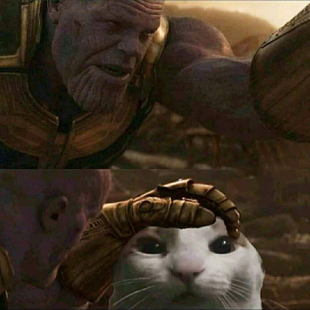 PunchingCat's tweet image. 