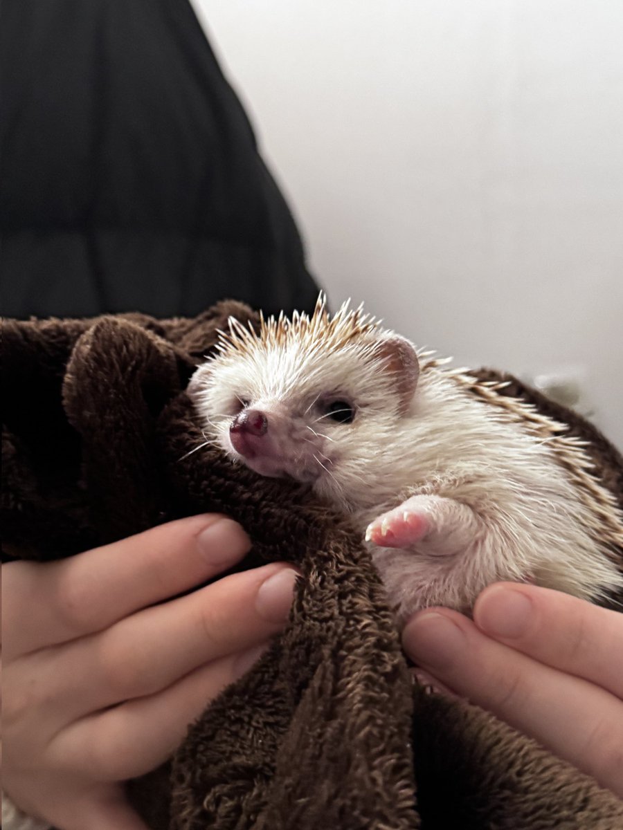 오동통 짧뚱한 다리