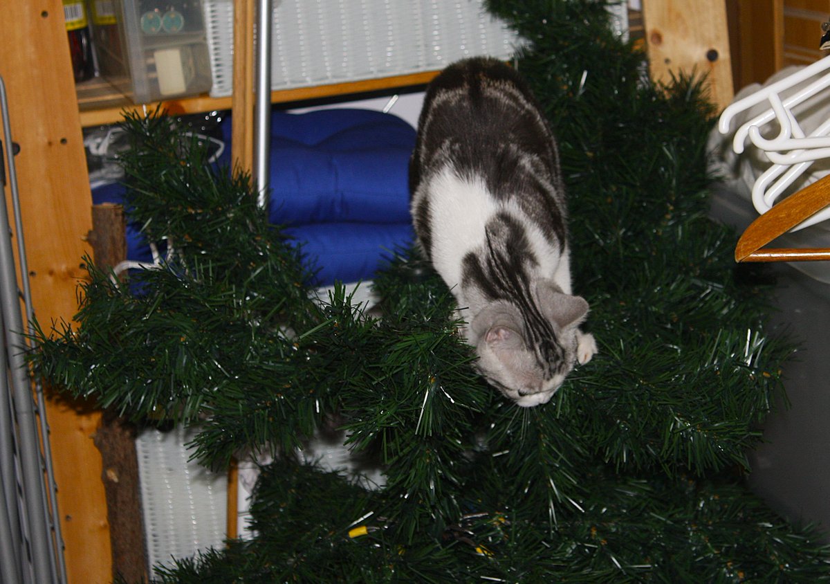 Writing Wombat tweet media