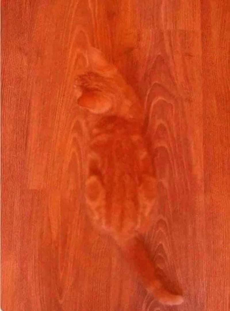 HallicyBernice's tweet photo. My company is giving out $2400 and Above Cash to the first 10 people who actually guess the animal inside the picture. Congrats to those yesterday winners🎊🎊 https://t.co/l9a9ewm8mk