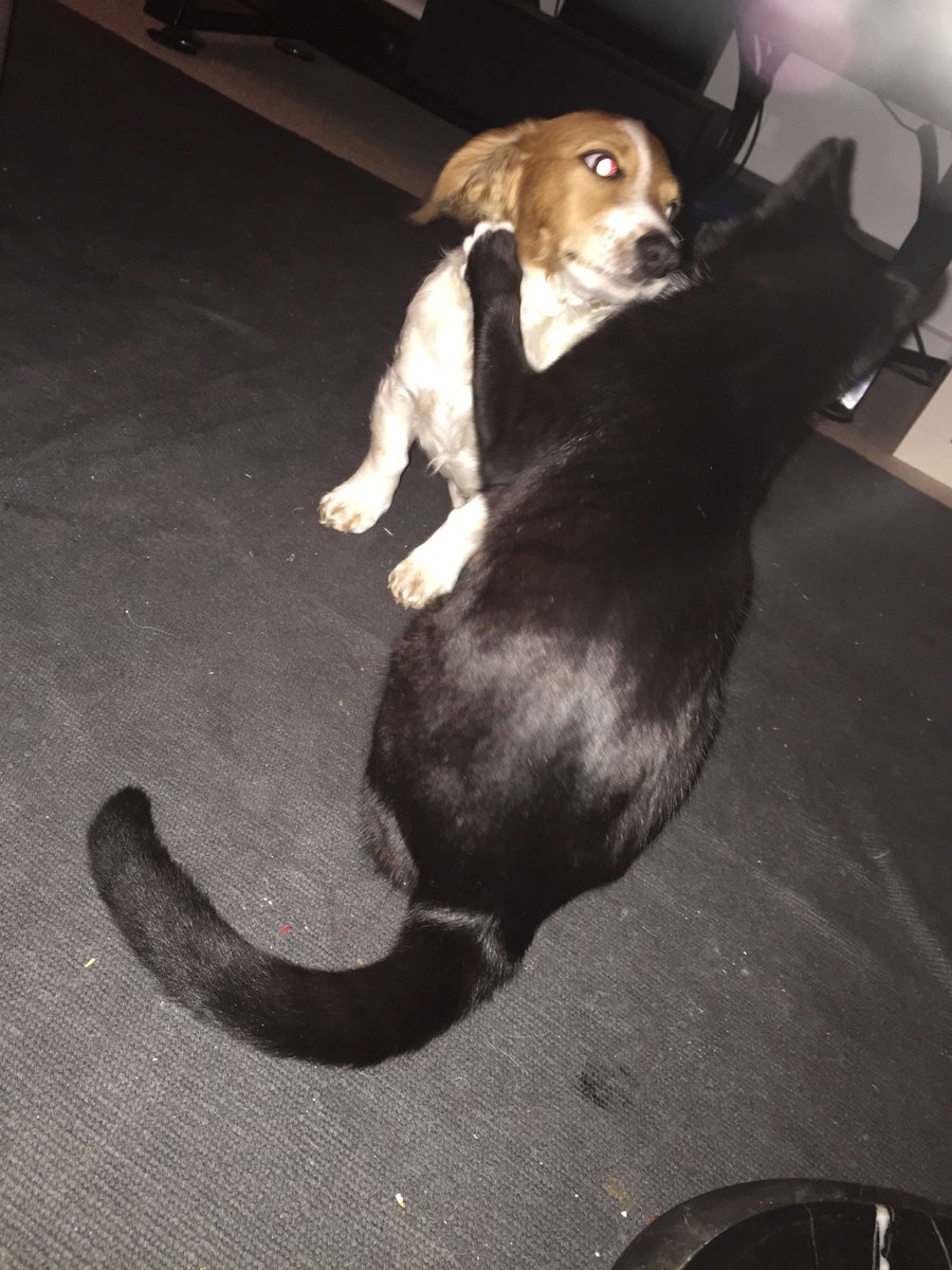 MrSquiggleAu #ProudSatanicSewerRatProleLooseUnit tweet media