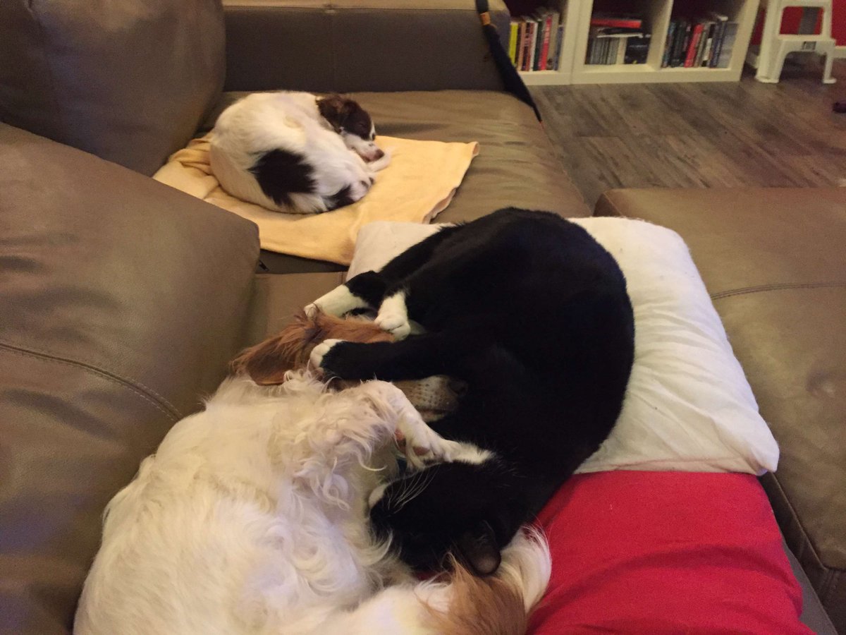 MrSquiggleAu #ProudSatanicSewerRatProleLooseUnit tweet media