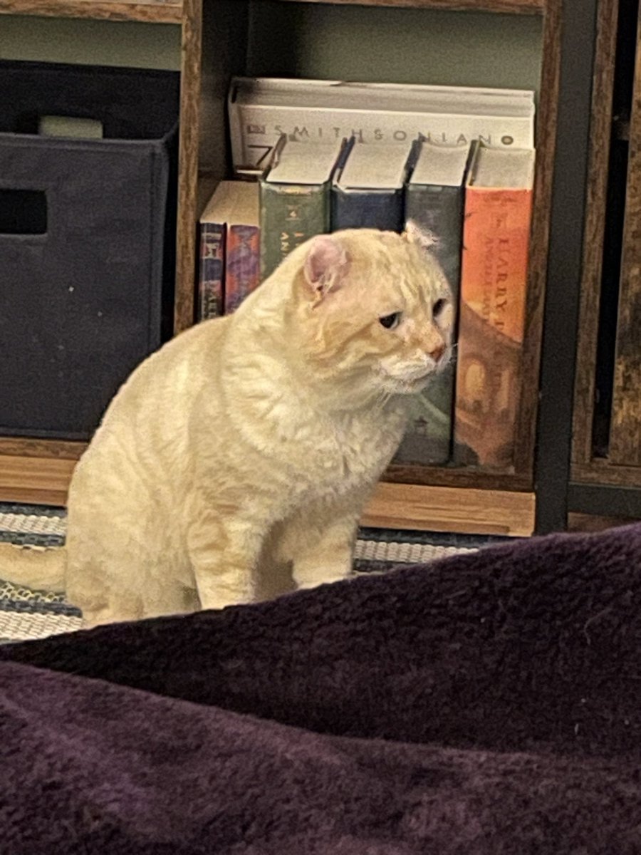 cleopatrapug's tweet photo. Still love my adorable rescue cat - Colbert. @StephenAtHome @colbertlateshow https://t.co/7w35VMOv8j