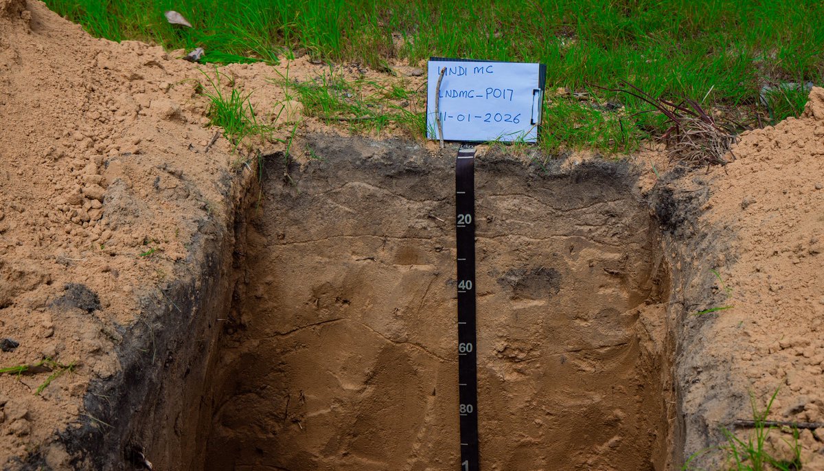 Serikali kupitia Wizara ya Kilimo, kwa kushirikiana na Taasisi na Bodi mbalimbali, imeendelea na zoezi kubwa la ukusanyaji wa sampuli za udongo katika mikoa ya Lindi na Mtwara, zoezi lililoanza rasmi tarehe 9 Januari 2025 na linaendelea hadi sasa.