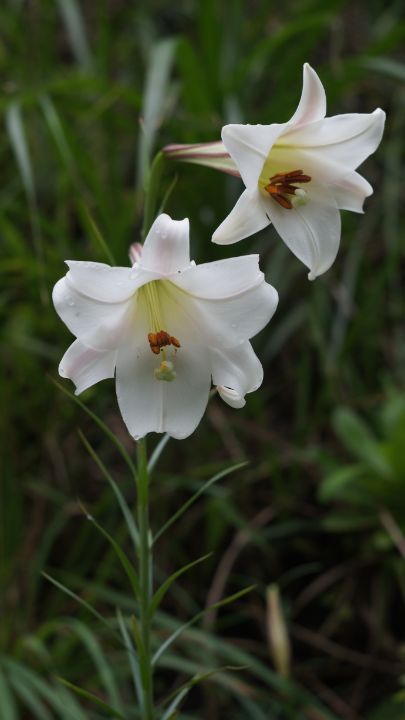 Hawk3330's tweet image. Art of the Day! "Lily". Buy at: ArtPal.com/HawkOren?i=301…