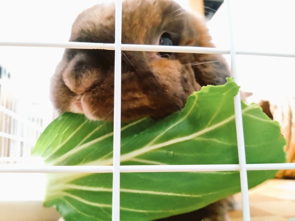 今日はチンゲン菜🥬