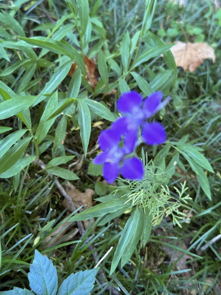 Flowers. Fiction and Writing at the links in my bio or amazon.com/kindle-dbs/aut…. I hope one or the other brings you a good moment 😊. #writing #fictionauthor #scifi #flowers #wildflowers