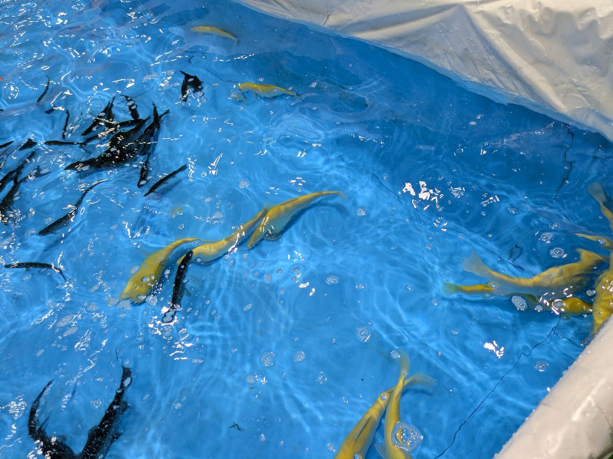 turipoco's tweet photo. ニジマス釣り🎣　
アルビノや大きいのが泳いでた！　
釣りフェス 🎣✨ https://t.co/6lDAbBTpgK