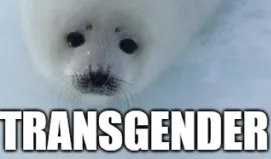 Leptonychotes's tweet image. 