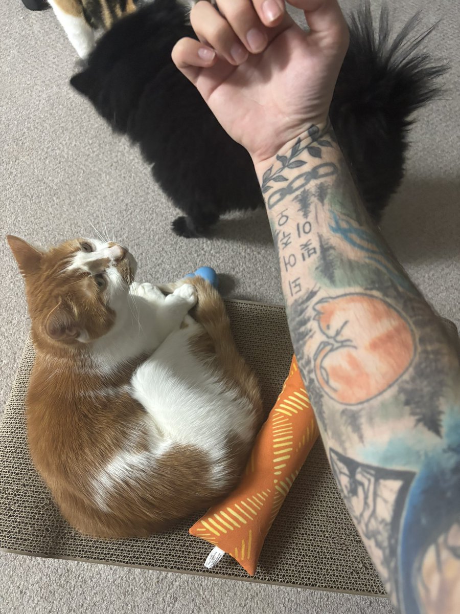 I set up a kofi because my cat's health took a dive and the tests + meds + special food and supplements really stacked up. Please don't feel pressured but if you are in a position to give I would be so grateful. Regardless of amount I'll thank every donation w/ some art. 🔗⬇️