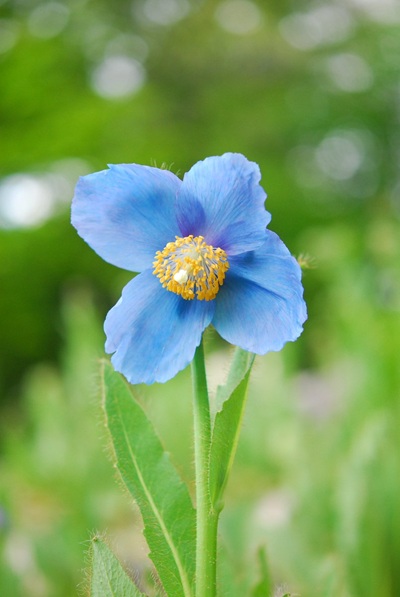 六甲高山植物園 tweet media