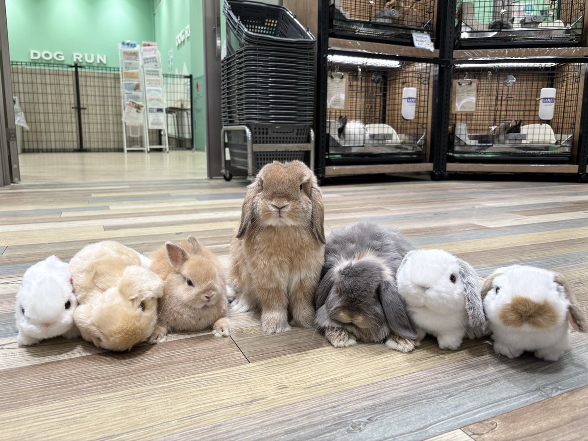 3匹の子うさぎちゃんがきてくれました‼️
目立ちたがり屋がいます👀

#南町田グランベリーパーク
#うさぎのしっぽ