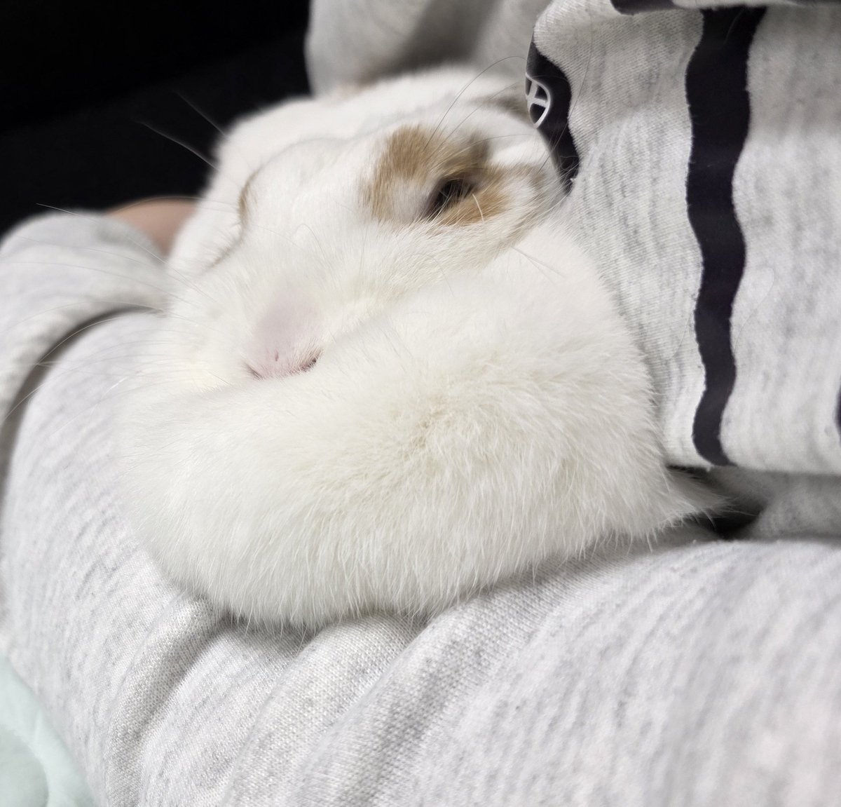 moroong21's tweet image. 북실북실하다