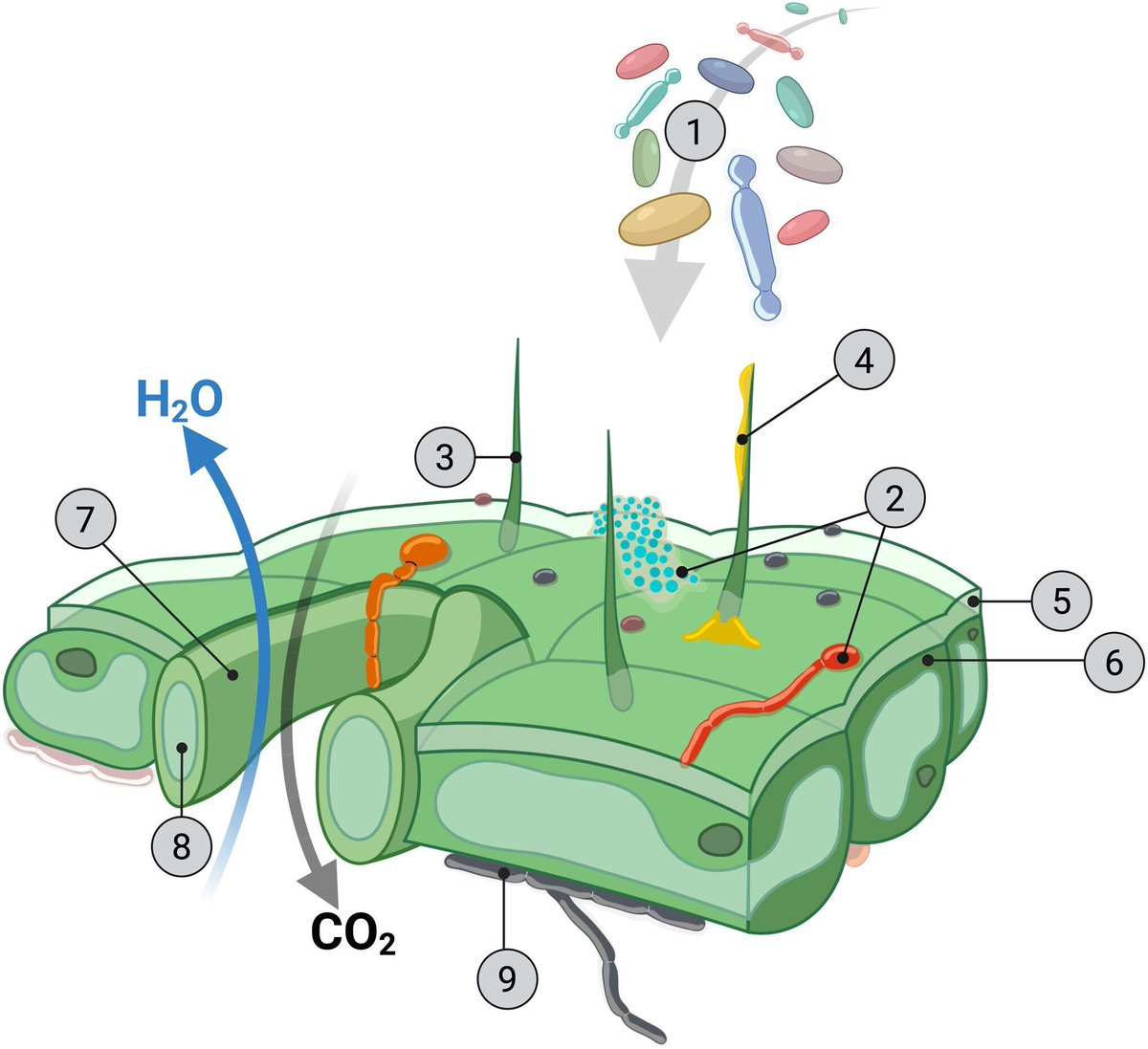 New Phytologist tweet media