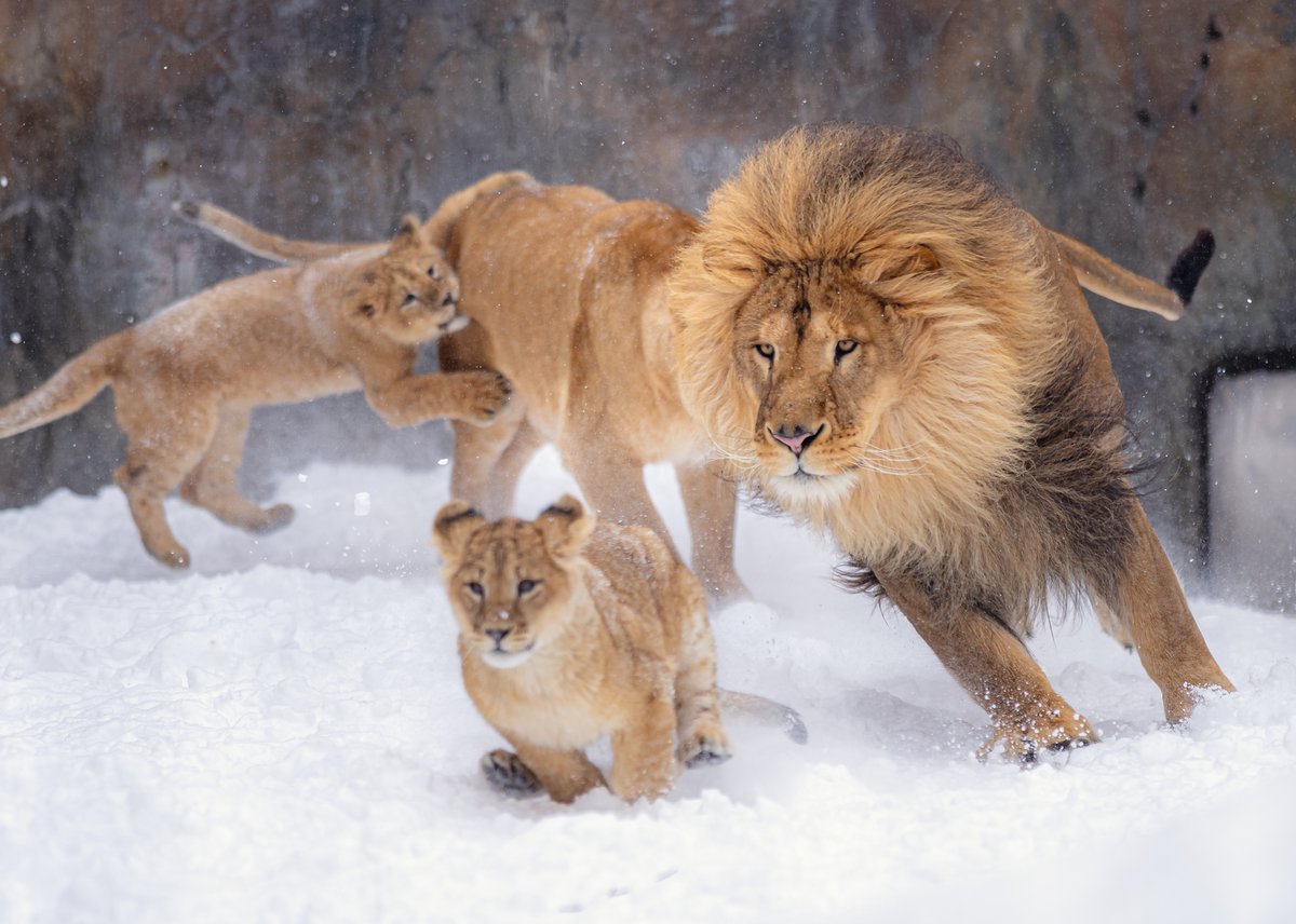たのしげ！？なライオン親子のおいかけっこ 旭山動物園 まてまてー が