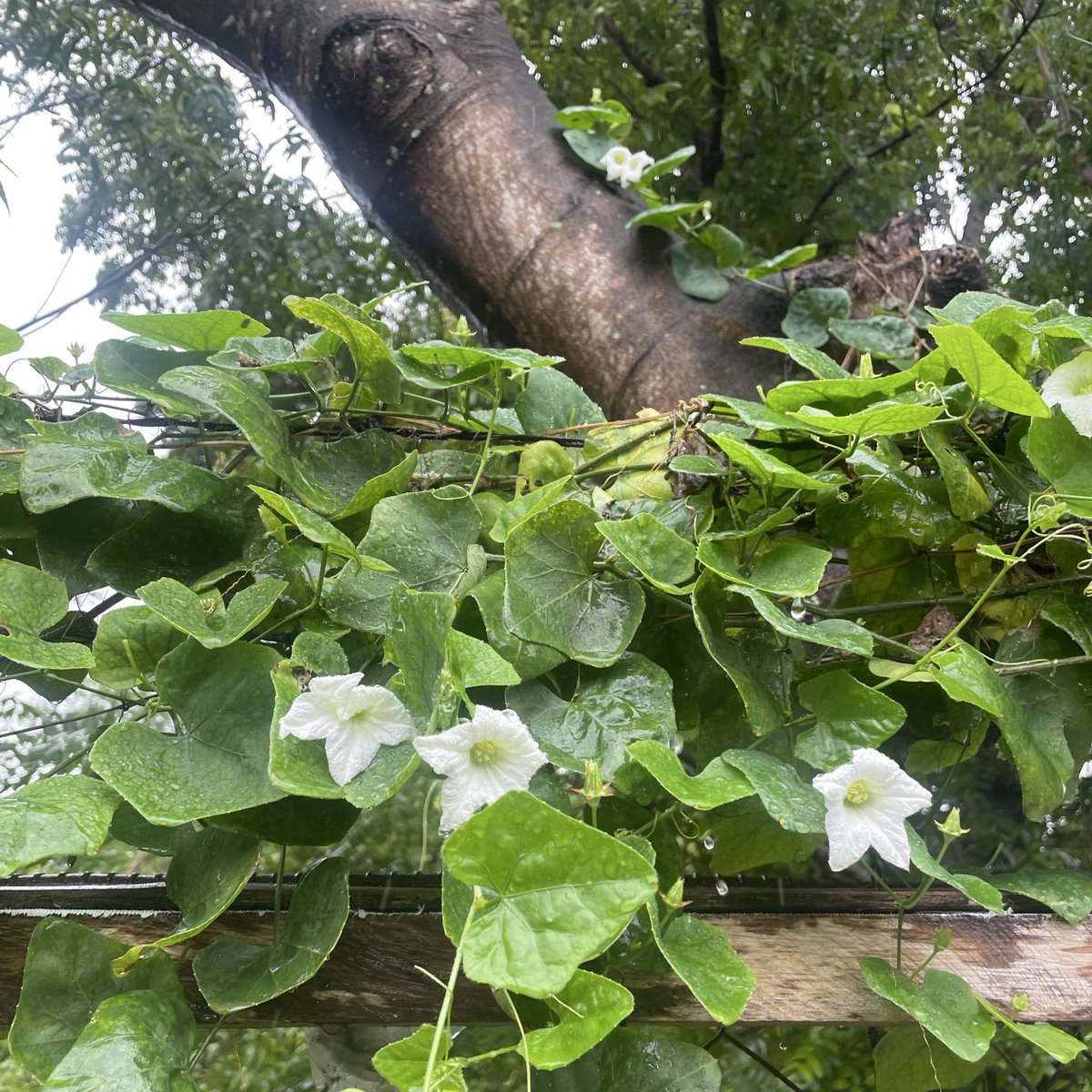 forthseasons's tweet image. 