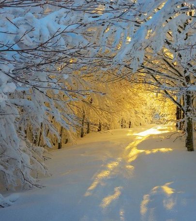 dan_servodedeus's tweet image. スーパーでタイムセールを逃して予算オーバーしてしまった 🐜