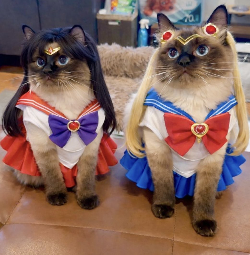 腹ペコモンスター(お前本当に猫か？) (@iHck1yZNj63Yqkh) / Posts / X