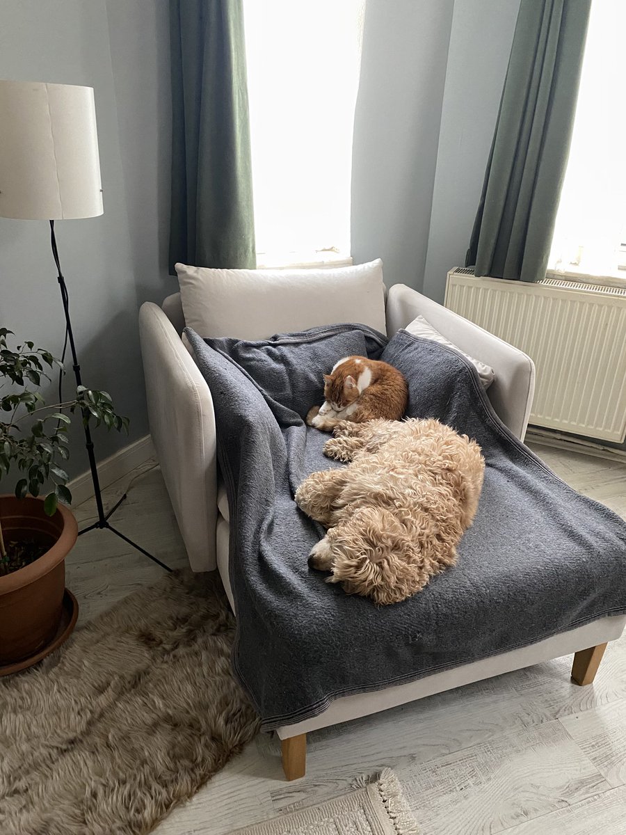 DailyToraman's tweet image. Böyle görünce çekip anneme atmak  istedim, sonra bi duraksadım, limon güzel çocuğum benim annemin yadigarı…