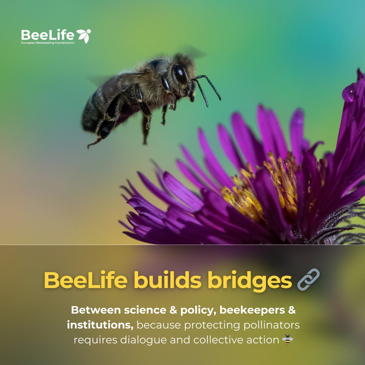 BeeLife tweet media