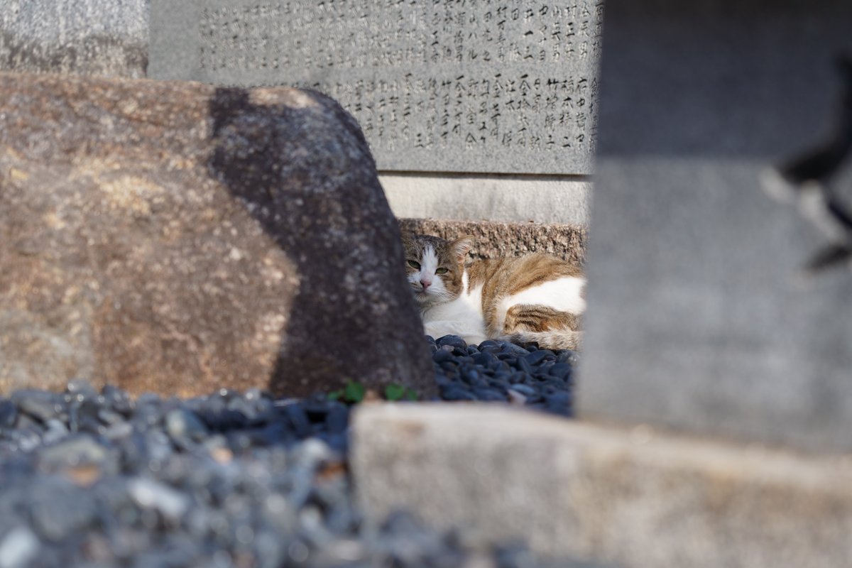 今週も、おつかれさまでした🤗

今日はちょっと暖かい日でしたね☀️
来週はまた一気に寒くなるみたいです⛄️

#ねこかわいいね 
#猫好きさんと繋がりたい #猫 #cat
