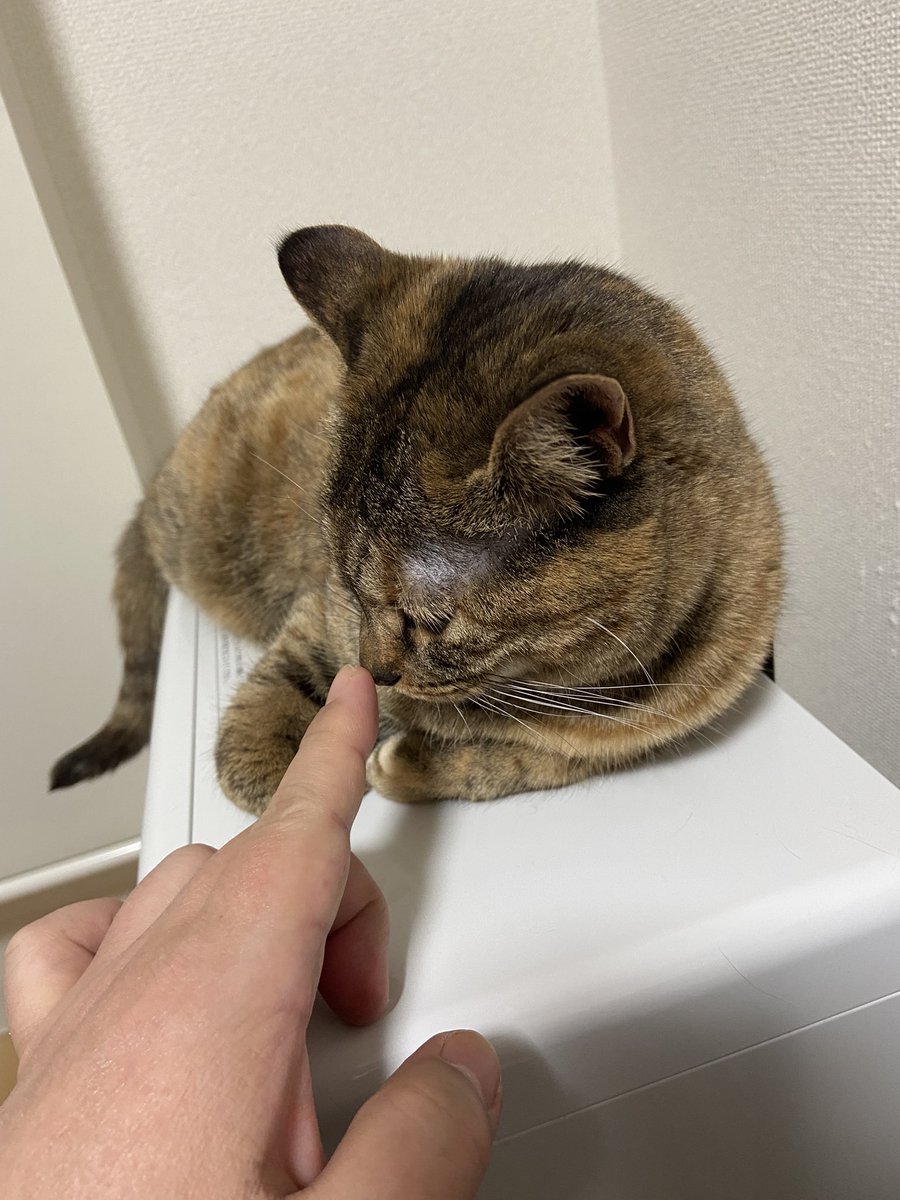 yoppapa（酔っパパ） tweet media